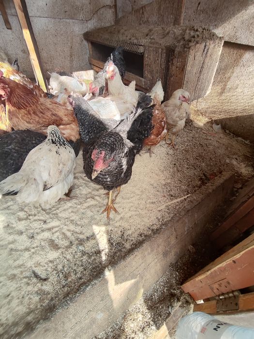 Продам домашних курей