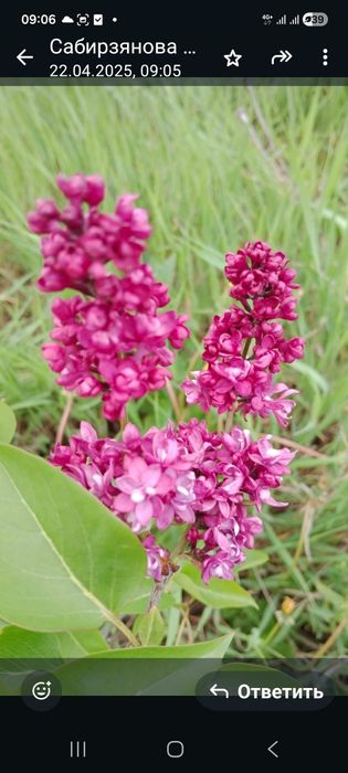 Продаю сортовую сирень