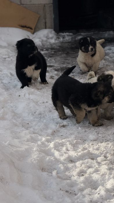 Продам щенков алабая