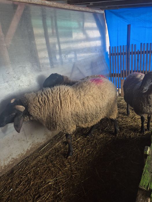 Vând berbeci carabasi sârbești