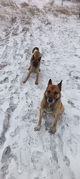 Бельгийская овчарка (малина)