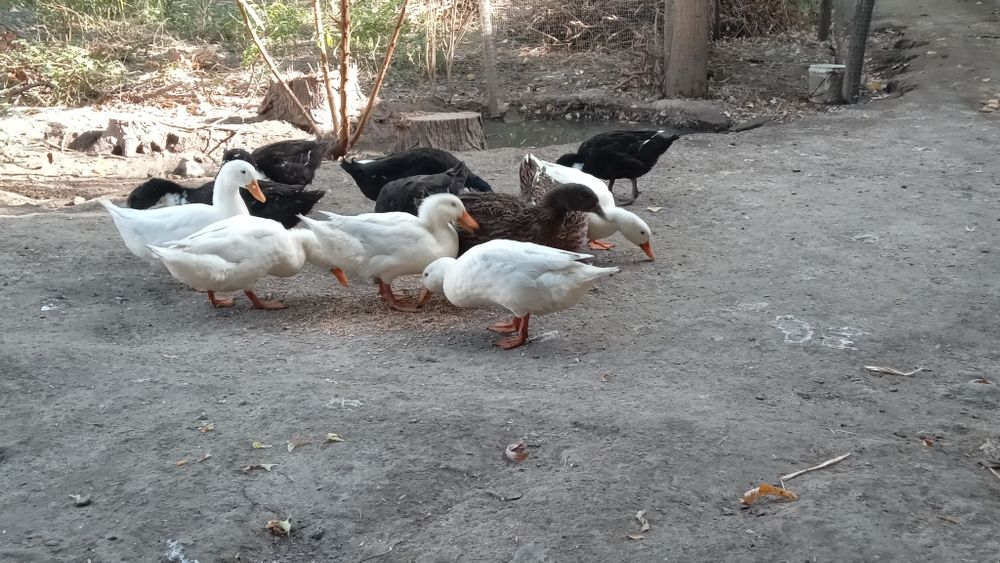 Ordaklar sotiladi soni 12 ta 2taerkak qogani makyon narxi 700 ming