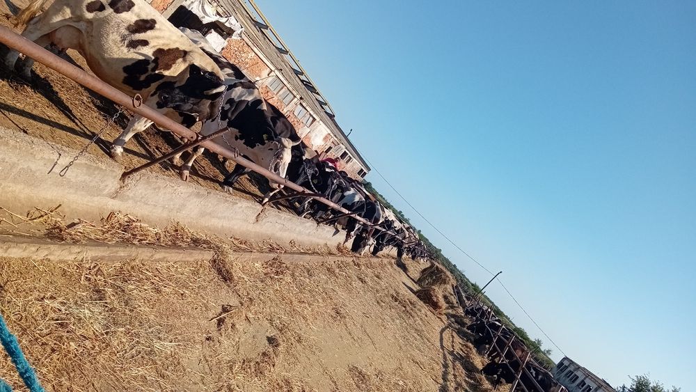 Viței carcasă din gospodarie