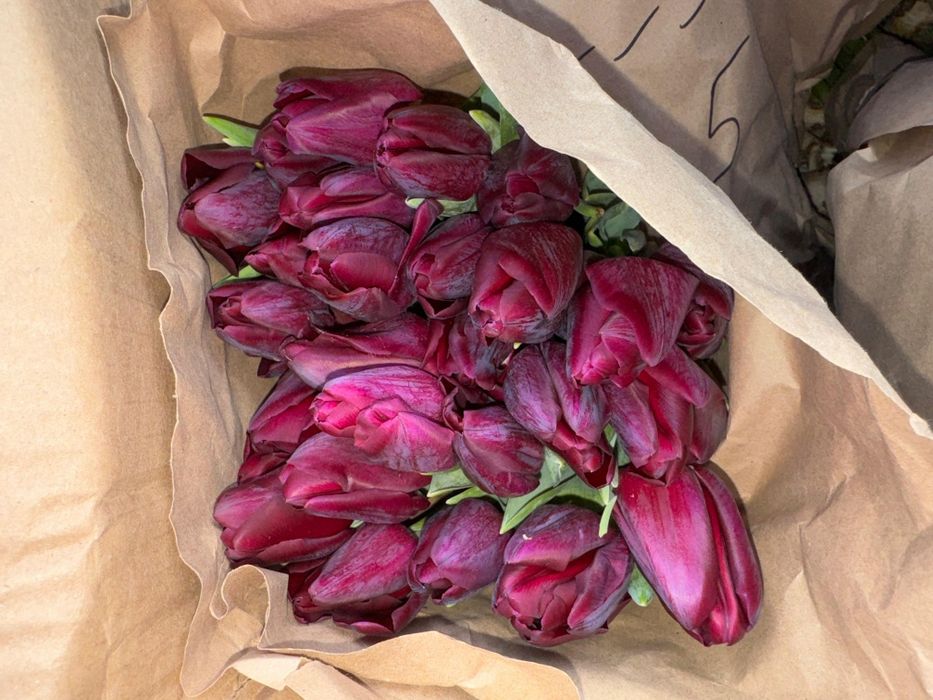 Тюльпаны оптом и в розницу