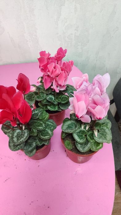 Комнатные цветы от 500 и выше