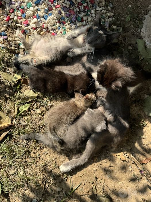 Кошка и котят 7шт детя
