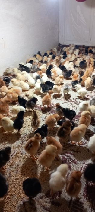 Vând pui gaina țărănești