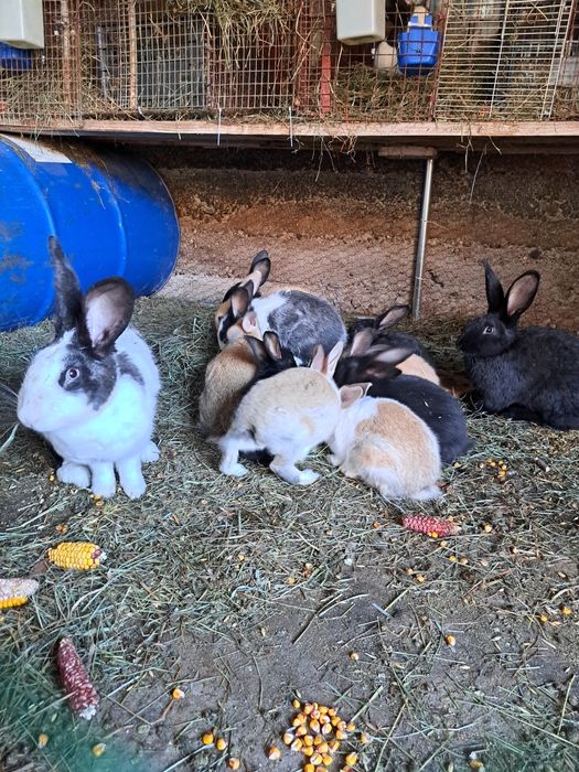 Vand iepuri hycole francez