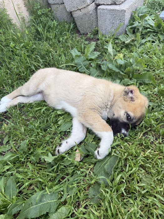 Щенок срочно породистый