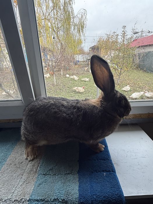 Vand iepuri Urias German