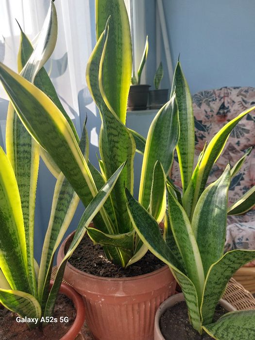 Vindem Sansevieria, plantă ornamentală de apartament
