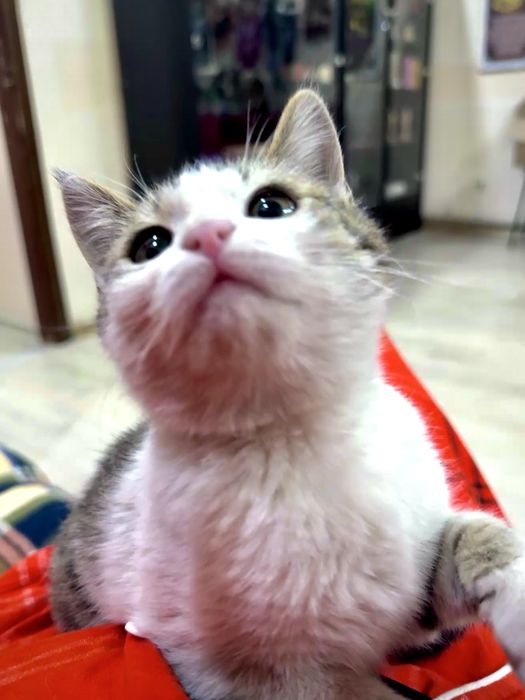 Котёнок в добрые руки