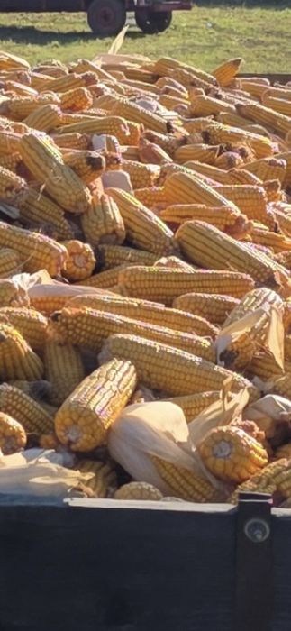 Porumb stiuleti/boabe