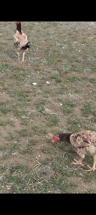 Сатлады сатлады.