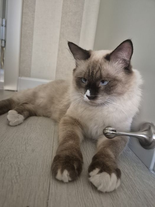 Отдам кота в хорошие руки