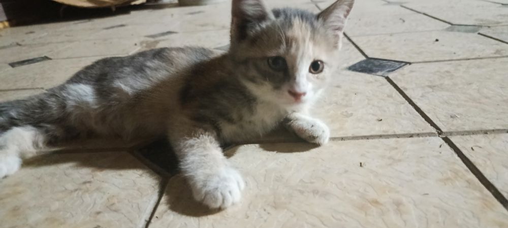 Mushuk bolasi yaxshi qoʻlarga beriladi