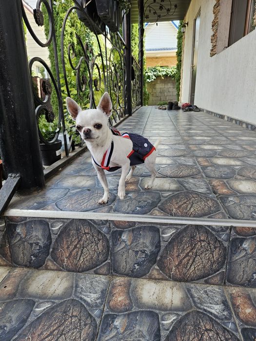 Вязка кобёлек чихуахуа.