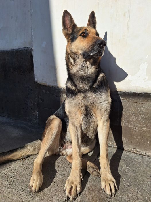Немецкая овчарка сука 4 года