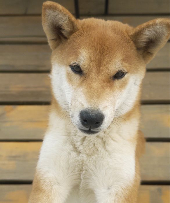 • Сиба-Ину (кличка Пудинг) 10 месяцев, девочка