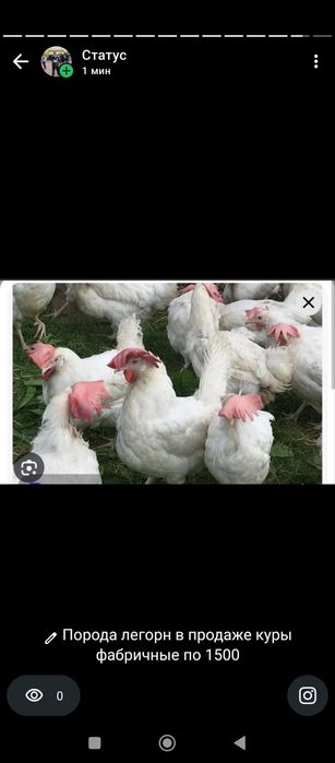 Продаю курей несушек.