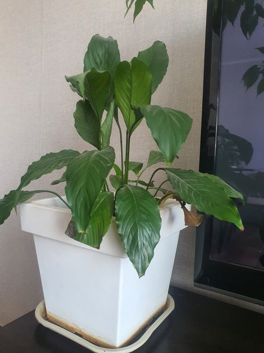 Цветы комнатные 5 шт. 50 000 тг