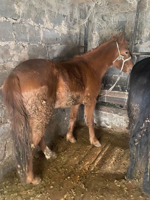 продам кобылку 2,5 года