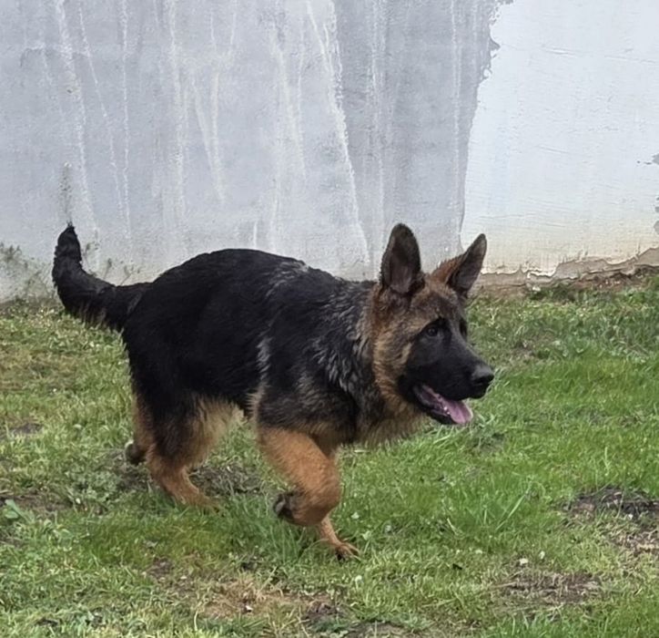 Femela ciobanesc german  în vârstă de 4 luni