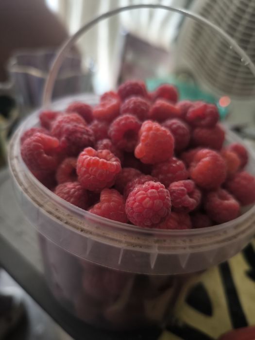 Продам рассаду клубники