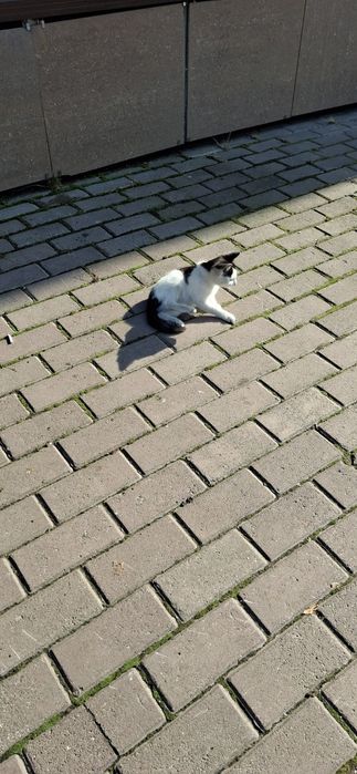 Отдам котёнка, в добрые руки