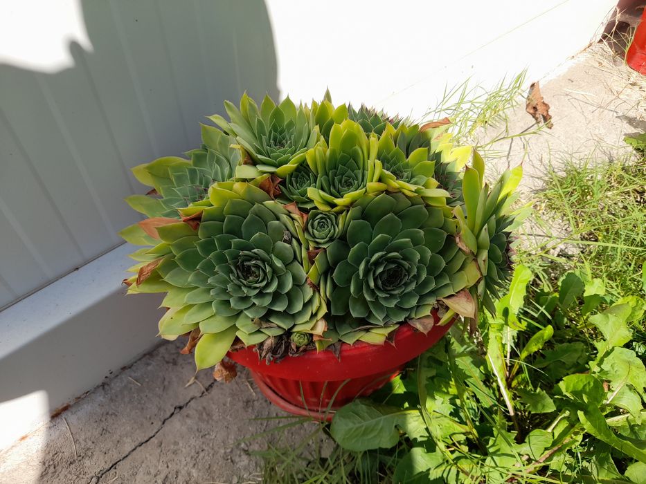 Планинска роза,Алпийска роза,Дебела Мара,Бабино ухо, Семпервивум