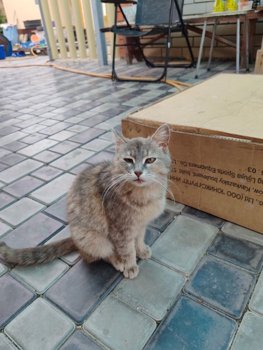 Отдам кошечку бесплатно