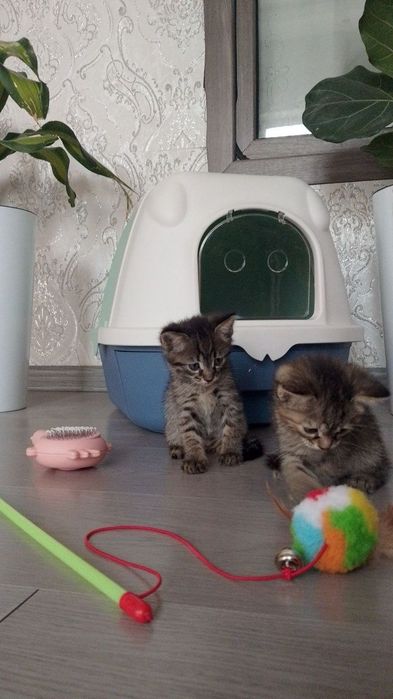 Отдам даром в хорошим рукам