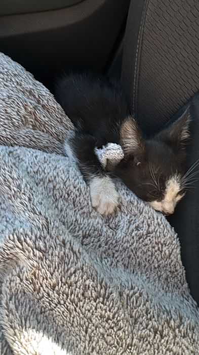 Dau spre adoptie pisic alb negru aprox 1 luna