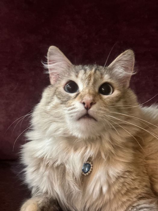 Кошка, нужно срочно пристроить