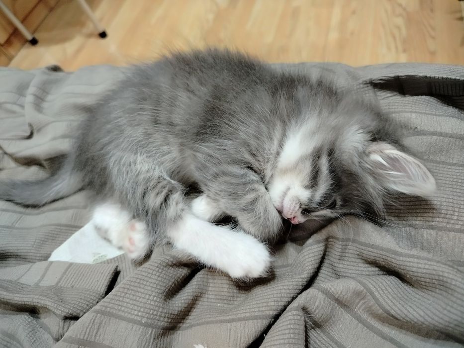 Без оплаты  отдам котят