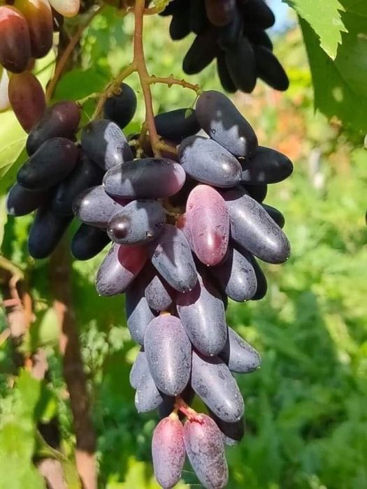 Butași Viță De Vie Certificați Anul 3 De Vegetație