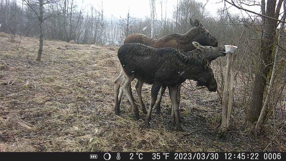 Малка ловна камера 20MP