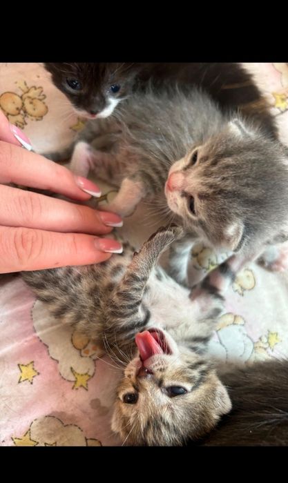 Продам котят, мышеловки