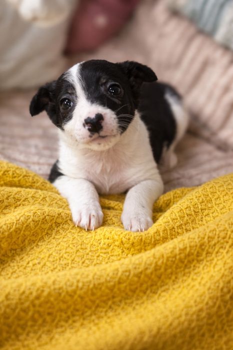 Отдам щенков в добрые руки