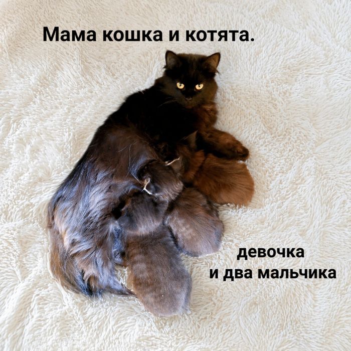 Котята в добрые руки