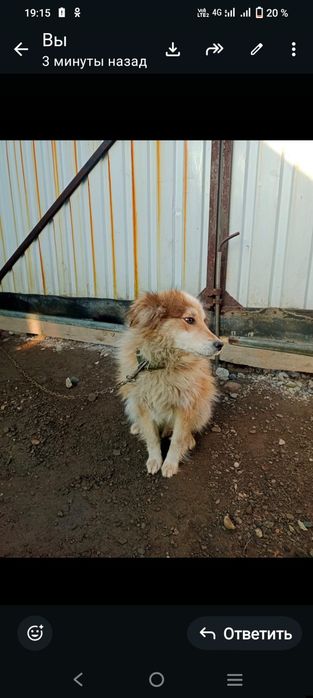 Отдам в добрые руки