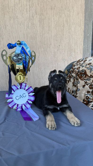 Щенки Восточно Европейской Овчарки