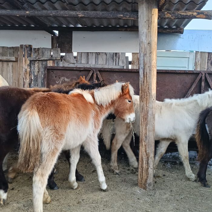 Кобылки жеребята доставка