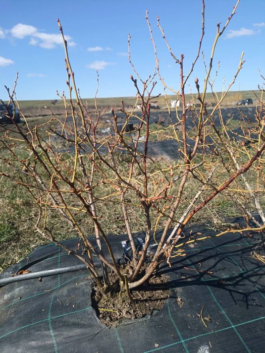 Afin și zmeur de vânzare