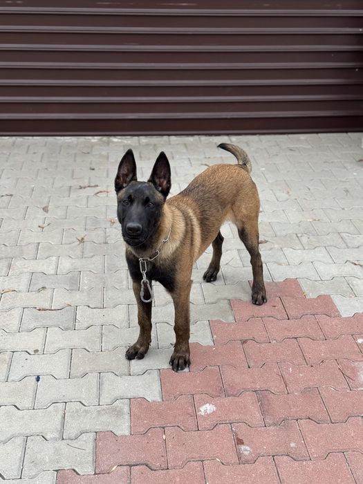 Белгийска Овчарка Малиноа