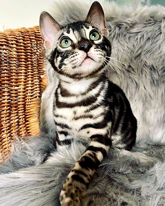 Бенгальские Угольки, котята