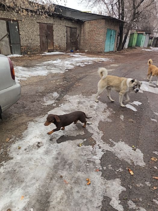 Кто потерял таксу?