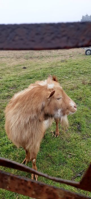Vând Tap frumos,3 ani