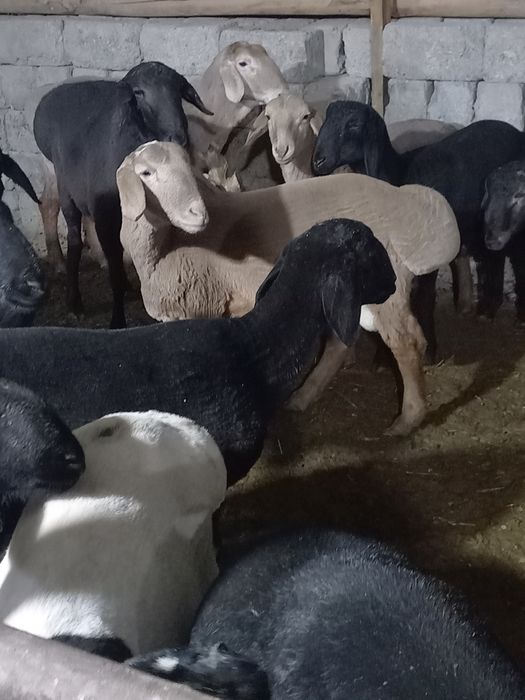 Qo'zi qochqorla semiz uyda boqilgan