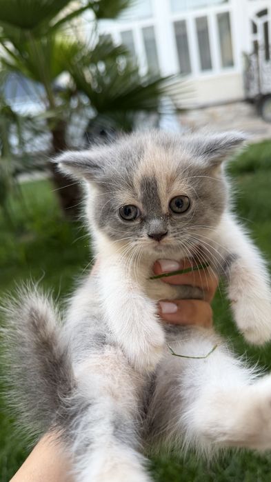 Продаётся котята